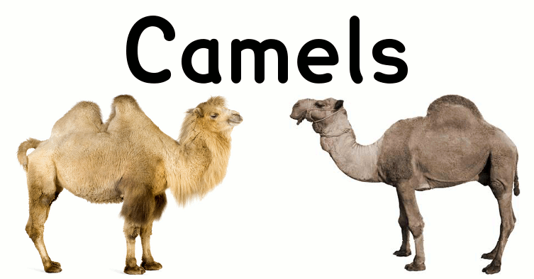types of camel
